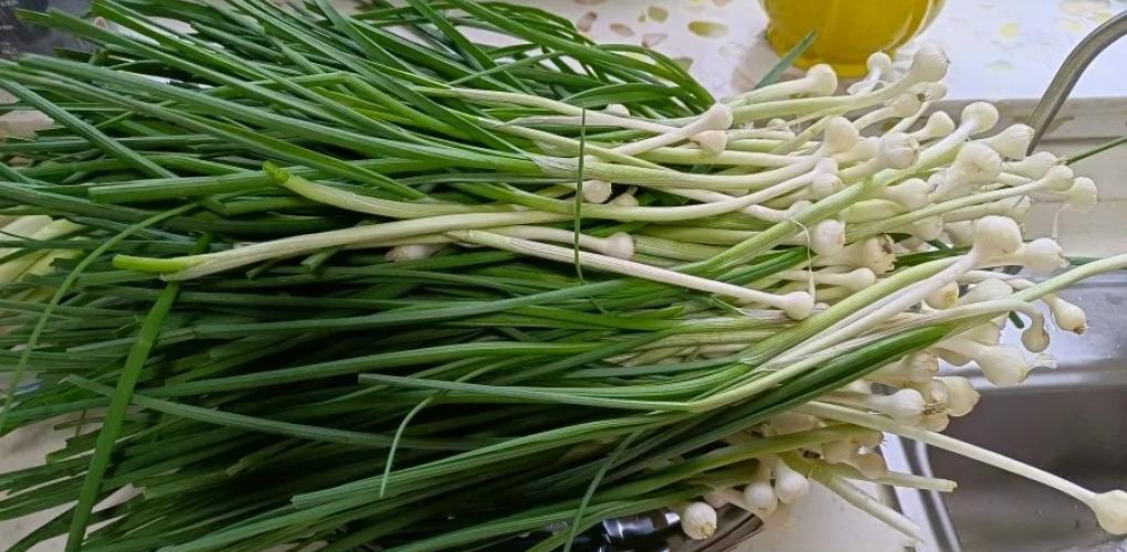 自帶“青霉素”的菜，全身是寶！建議：春天經(jīng)常吃，強免疫少生病