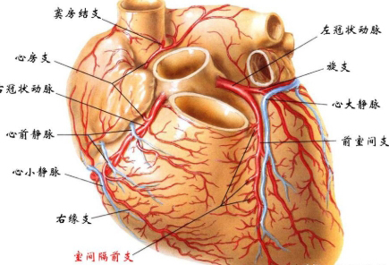 冠心?。翰蝗莺鲆暤慕】低{