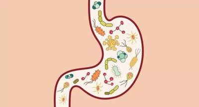 腸道有靈：?jiǎn)拘涯泱w內(nèi)的“第二大腦”與萬億健康盟友