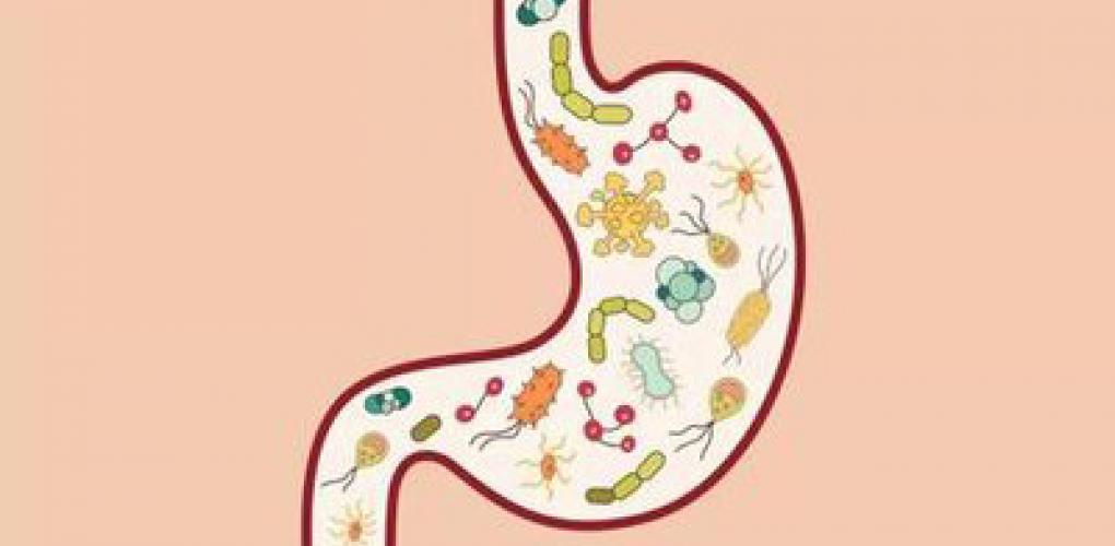 腸道有靈：?jiǎn)拘涯泱w內(nèi)的“第二大腦”與萬(wàn)億健康盟友