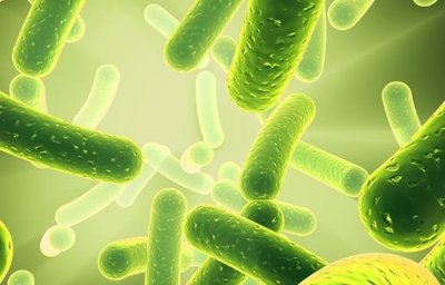 腸道健康，免疫基石——益生菌與膳食纖維的養(yǎng)生密碼