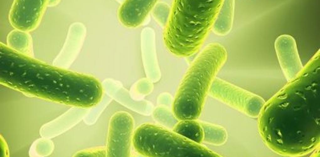 腸道健康，免疫基石——益生菌與膳食纖維的養(yǎng)生密碼